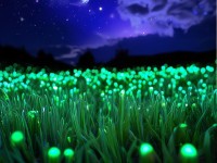 夜夜草天日真有那么神奇？揭秘它的驚人功效與現(xiàn)代妙用！