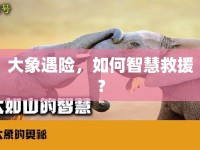 大象遇險，如何智慧救援？