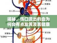 揭秘，傷口流出的血為何會(huì)有點(diǎn)發(fā)黃及其健康警示