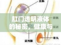 肛門透明液體的秘密，健康與疾病的微妙平衡