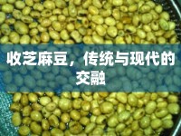 收芝麻豆，傳統(tǒng)與現(xiàn)代的交融