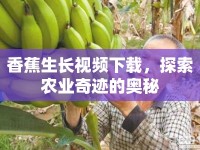 香蕉生長視頻下載，探索農(nóng)業(yè)奇跡的奧秘