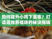 如何提升小雞下蛋率？打造高效養(yǎng)殖場的秘訣揭曉！