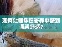 如何讓貓咪在寄養(yǎng)中感到溫馨舒適？