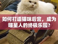 如何打造貓咪后宮，成為喵星人的終極樂園？