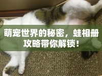 萌寵世界的秘密，蛙相冊攻略帶你解鎖！