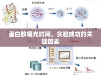 蛋白膠曝光時間，實驗成功的關鍵因素
