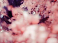 夢幻手游如何輕松獲取更名卡？
