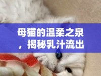 母貓的溫柔之泉，揭秘乳汁流出的奧秘