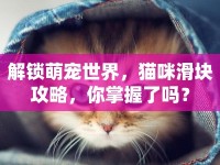 解鎖萌寵世界，貓咪滑塊攻略，你掌握了嗎？