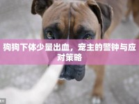 狗狗下體少量出血，寵主的警鐘與應對策略