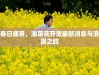 春日盛景，油菜花開放最新消息與浪漫之旅