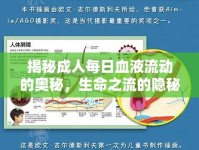 揭秘成人每日血液流動的奧秘，生命之流的隱秘旅程
