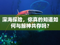 深海探險(xiǎn)，你真的知道如何與鯨神共存嗎？