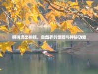楓樹(shù)流出樹(shù)枝，自然界的饋贈(zèng)與神秘功效