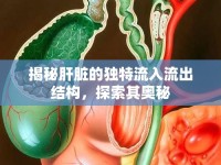 揭秘肝臟的獨(dú)特流入流出結(jié)構(gòu)，探索其奧秘