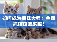 如何成為貓咪大師？全面抓貓攻略來啦！