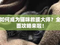 如何成為貓咪救援大師？全面攻略來啦！