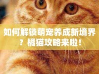 如何解鎖萌寵養(yǎng)成新境界？橘貓攻略來啦！