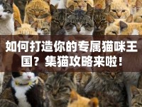 如何打造你的專屬貓咪王國(guó)？集貓攻略來(lái)啦！