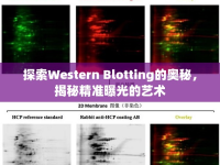 探索Western Blotting的奧秘，揭秘精準曝光的藝術(shù)