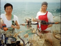 BL海棠為何成為多元文化中的璀璨明珠？