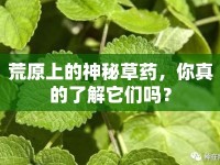 荒原上的神秘草藥，你真的了解它們嗎？