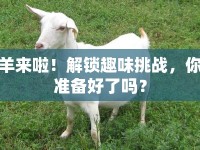 羊來啦！解鎖趣味挑戰(zhàn)，你準(zhǔn)備好了嗎？