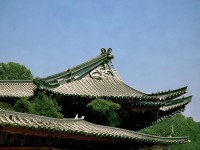 91茄子究竟有何獨特之處？從品種到烹飪的全面揭秘！