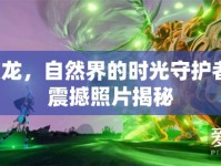 慢龍，自然界的時(shí)光守護(hù)者，震撼照片揭秘