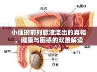 小便時(shí)前列腺液流出的真相，健康與困惑的雙重解讀