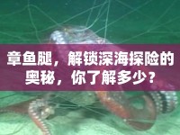 章魚(yú)腿，解鎖深海探險(xiǎn)的奧秘，你了解多少？
