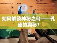 如何解鎖神秘之鳥(niǎo)——孔雀的奧秘？