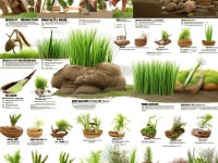 72種高效插秧技巧圖解：你掌握了幾種？哪種最適合你？