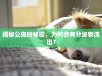 揭秘公狗的秘密，為何會有分泌物流出？
