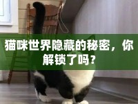 貓咪世界隱藏的秘密，你解鎖了嗎？