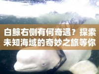 白鯨右側(cè)有何奇遇？探索未知海域的奇妙之旅等你來揭秘！