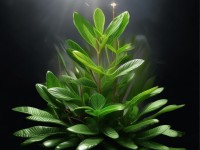 日日毛究竟是美容圣品還是健康隱患？揭秘這種神奇植物的多面魅力！
