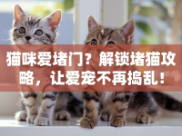 貓咪愛堵門？解鎖堵貓攻略，讓愛寵不再搗亂！