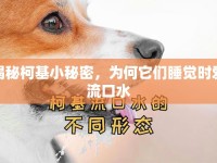 揭秘柯基小秘密，為何它們睡覺時愛流口水