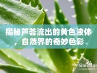 揭秘蘆薈流出的黃色液體，自然界的奇妙色彩