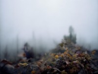 狼少年資源，網(wǎng)絡熱議背后的文化現(xiàn)象