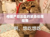 母貓產后出血的緊急處理指南