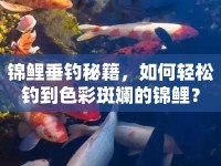 錦鯉垂釣秘籍，如何輕松釣到色彩斑斕的錦鯉？