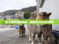流浪貓的溫暖奇跡，顧貓照片背后的故事