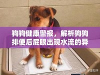 狗狗健康警報，解析狗狗排便后屁眼出現(xiàn)水流的異?，F(xiàn)象