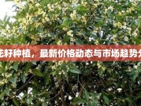 桂花籽種植，最新價(jià)格動(dòng)態(tài)與市場(chǎng)趨勢(shì)分析
