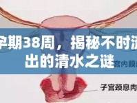孕期38周，揭秘不時流出的清水之謎