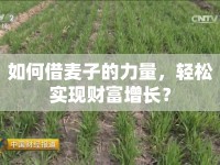 如何借麥子的力量，輕松實現(xiàn)財富增長？