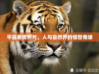 平邑老虎照片，人與自然界的驚世奇緣